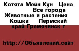 Котята Мейн Кун › Цена ­ 15 000 - Все города Животные и растения » Кошки   . Пермский край,Гремячинск г.